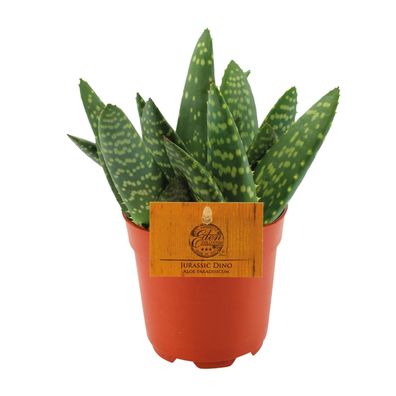 Aloe Paradisicum | Ø10,5cm | 15cm | Pflanze