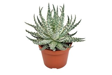Aloe Mara - Ø10,5cm - 15cm - Zimmerpflanze - Immergrün - Kakteen und Sukkulenten