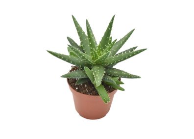 Aloe Kerio | Ø10,5cm | 15cm | Pflanze