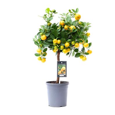 Citrus Calamondin - Ø15cm - 45cm - Gartenpflanze