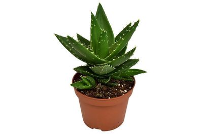 Aloe Mitriformis | Ø10,5cm | 20cm | Pflanze