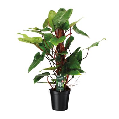 Philodendron Red Emerald - Ø19cm - 80cm - Zimmerpflanze - Immergrün