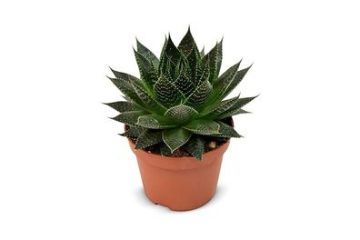 Aloe Ami - Ø10,5cm - 15cm - Zimmerpflanze - Immergrün - Kakteen und Sukkulenten