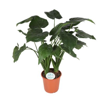 Alocasia Cucullata - Ø24cm - 75cm - Zimmerpflanze - Immergrün