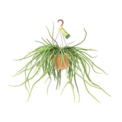 Rhipsalis Selenicereus Wercklei | Ø21cm | 50cm | Pflanze