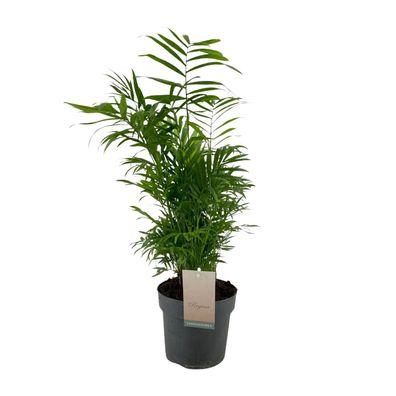 Chamaedorea Elegans | Ø17cm | 75cm | Pflanze