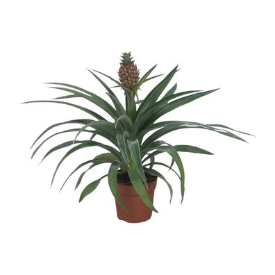 Ananas Mi Amigo | Ø12cm | 40cm | Pflanze