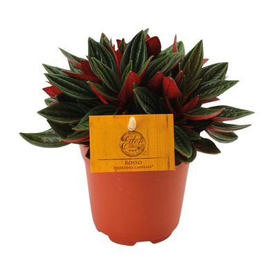 Peperomia Caperata Rosso - 11 | Ø10,5cm | 15cm | Pflanze