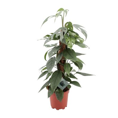 Epipremnum Pinnatum Cebu Blue - Ø17cm - 60cm - Zimmerpflanze - Immergrün