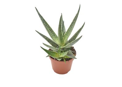 Aloe Riana | Ø10,5cm | 15cm | Pflanze