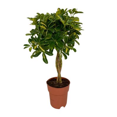 Schefflera Gold Capella - Ø19cm - 80cm - Zimmerpflanze - Immergrün