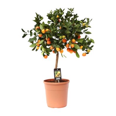 Citrus Calamondin - Ø22cm - 80cm - Gartenpflanze