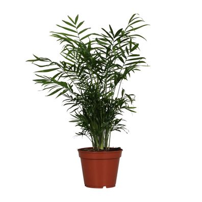 Chamaedorea Elegans | Ø17cm | 55cm | Pflanze