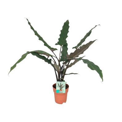 Alocasia Lauterbachiana - Ø19cm - 85cm - Zimmerpflanze - Immergrün