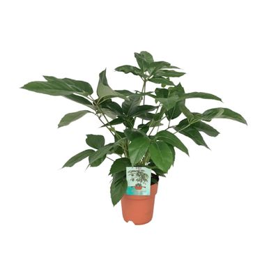 Schefflera Actinophylla Emerald Green | Ø19cm | 75cm | Pflanze