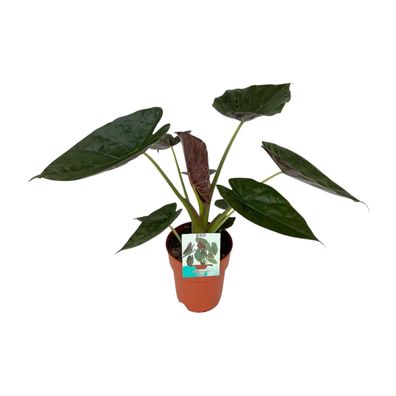 Alocasia Wentii - Ø19cm - 85cm - Zimmerpflanze - Immergrün
