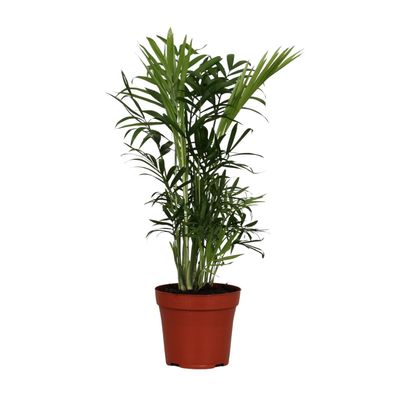 Chamaedorea Elegans | Ø12cm | 40cm | Pflanze