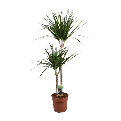 Dracaena Marginata - Ø19cm - 110cm - Zimmerpflanze - Immergrün