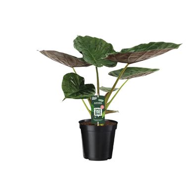 Alocasia Wentii - Olifantsoor - Ø19cm - 70cm - Zimmerpflanze - Immergrün