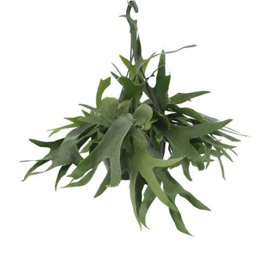 Platycerium Hertshoorn Hang - Ø21cm - 50cm - Zimmerpflanze - Immergrün