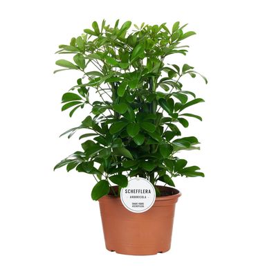 Schefflera Nora - Ø21cm - 50cm - Zimmerpflanze - Immergrün