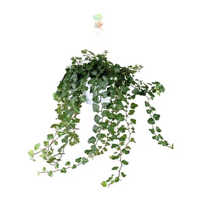 Hedera Helix Wonder - Ø17cm - 70cm - Zimmerpflanze - Immergrün