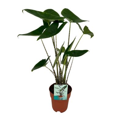 Alocasia Zebrina - Ø19cm - 75cm - Zimmerpflanze - Immergrün