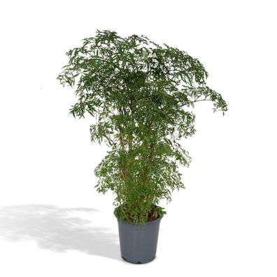 Polyscias Fruticosa (Aralia) - Ø21cm - 75cm - Zimmerpflanze - Immergrün