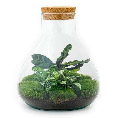 DIY terrarium – Sammie | Ø22,5cm | 27cm | Pflanze