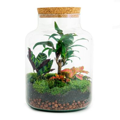 DIY terrarium - Milky Palm | Ø21cm | 30cm | Pflanze