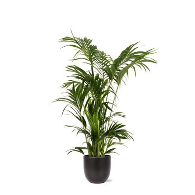 Kentia Palm in Boule Antraciet pot - Ø27cm - 160cm - Zimmerpflanze - Immergrün