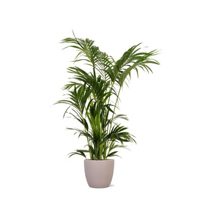 Kentia Palm in Boule TAUPE pot - Ø27cm - 160cm - Zimmerpflanze - Immergrün