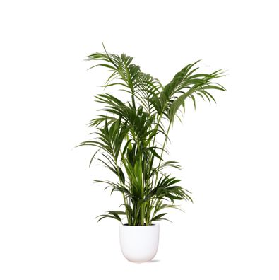 Kentia Palm in Boule WIT pot - Ø27cm - 160cm - Zimmerpflanze - Immergrün