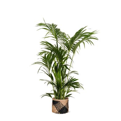 Kentia Palm in Albury BLACK print mand - Ø27cm - 160cm - Zimmerpflanze - Immergrün