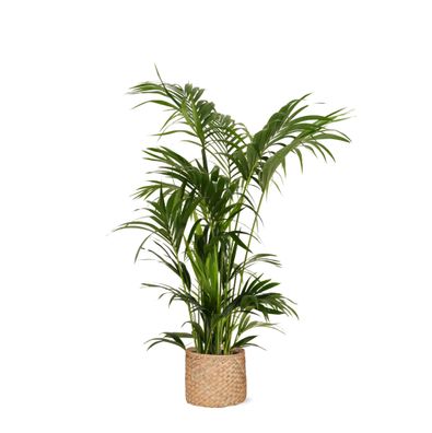Kentia Palm in Albury Natural mand - Ø27cm - 160cm - Zimmerpflanze - Immergrün