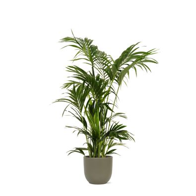 Kentia Palm in Boule OLIJF pot - Ø27cm - 160cm - Zimmerpflanze - Immergrün