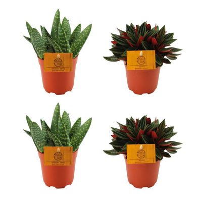2x Aloe Paradisicum + 2x Peperomia Rosso | Ø10,5cm | 10cm | Pflanze