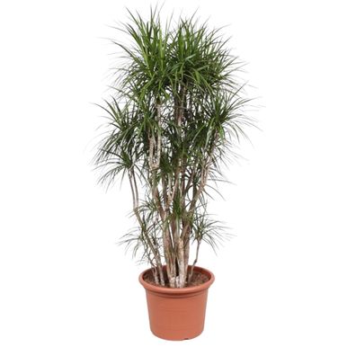 Dracaena Marginata vertakt - Ø50cm - 210cm - Zimmerpflanze - Immergrün