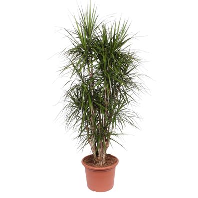 Dracaena Marginata vertakt - Ø45cm - 190cm - Zimmerpflanze - Immergrün