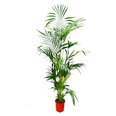 Kentia Palm - Ø27cm - 200cm - Zimmerpflanze - Immergrün