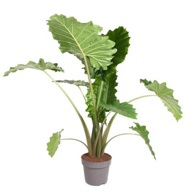 Alocasia Portodora - Ø32cm - 150cm - Zimmerpflanze - Immergrün
