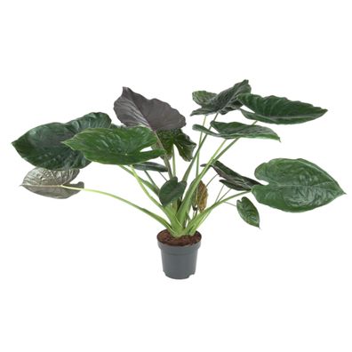Alocasia Wentii - Ø32cm - 120cm - Zimmerpflanze - Immergrün