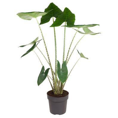 Alocasia Zebrina - Ø32cm - 130cm - Zimmerpflanze - Immergrün