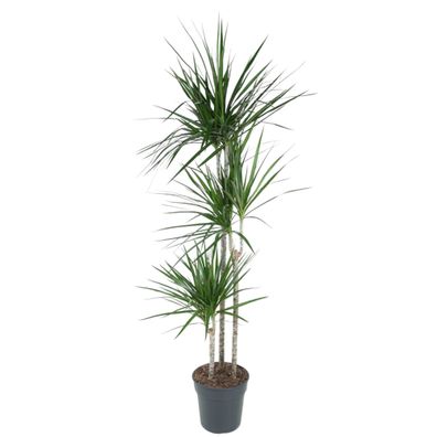 Dracaena Marginata - Ø24cm - 160cm - Zimmerpflanze - Immergrün