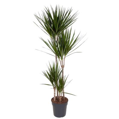 Dracaena Marginata - Ø27cm - 160cm - Zimmerpflanze - Immergrün