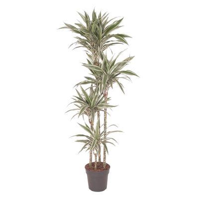 Dracaena White Stripe | Ø27cm | 170cm | Pflanze