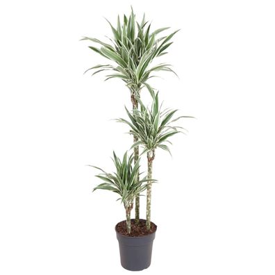 Dracaena White Stripe | Ø24cm | 150cm | Pflanze