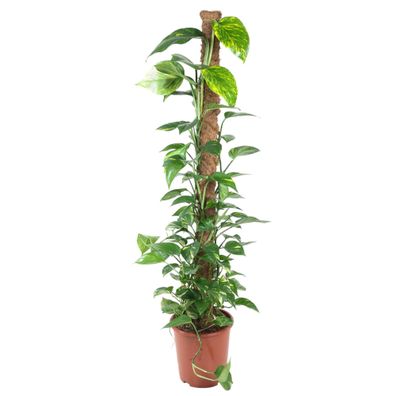 Epipremnum Pinnatum Mosstok - Ø27cm - 150cm - Zimmerpflanze - Immergrün