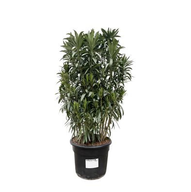 Nerium Oleander struik - Ø55cm - 190cm - Gartenpflanze