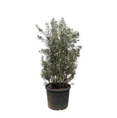 Olea Europaea struik | Ø50cm | 225cm | Pflanze